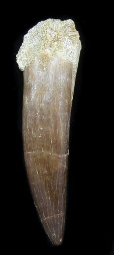 Large Fossil Plesiosaur Tooth - Morocco #30661